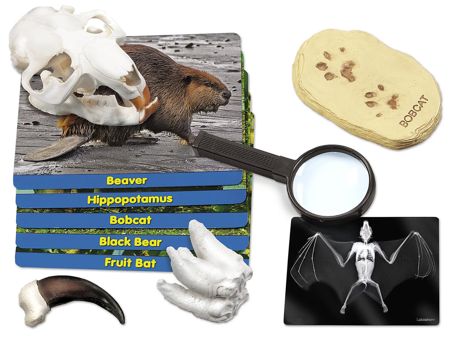 CS36D. Estudia y Descubre a los Mamíferos