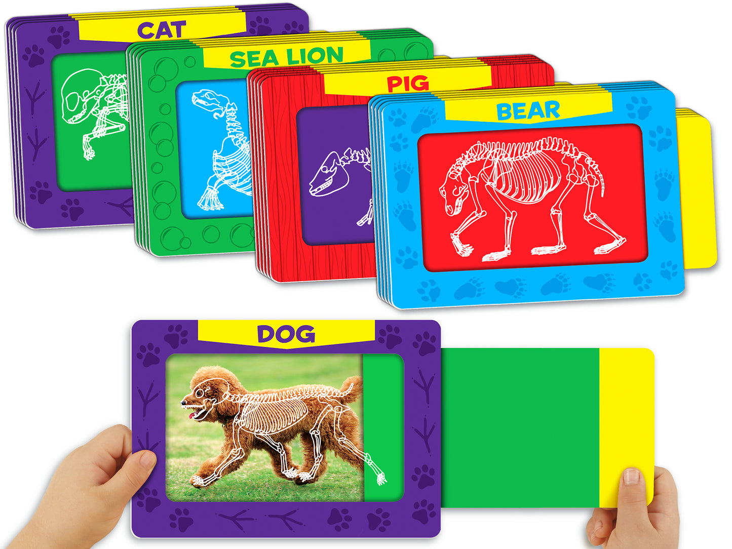 CS52. Cartas Esqueletos Animales