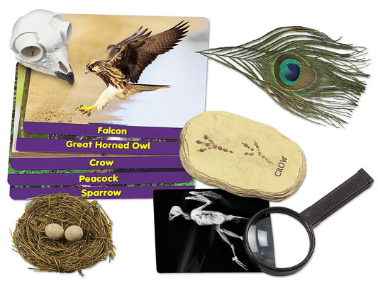 CS36E. Estudia y Descubre las Aves