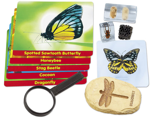 CS36C. Estudia y Descubre los Insectos